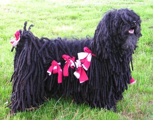 Puli - Herding breed known for being Agile and Intelligent
