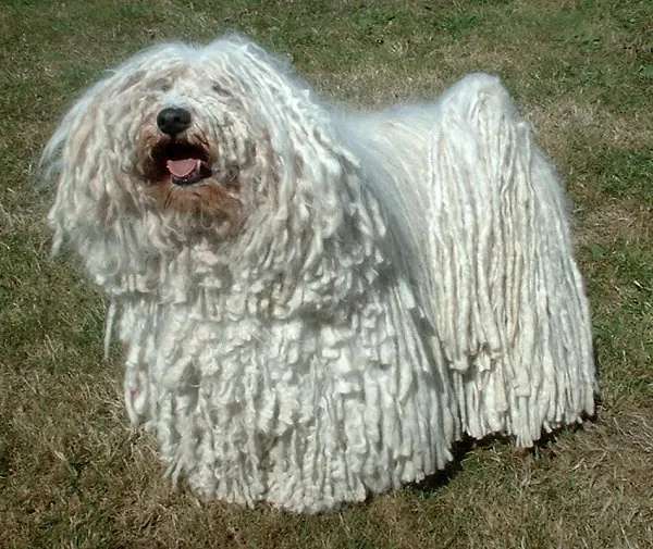 Puli photo thumbnail 2