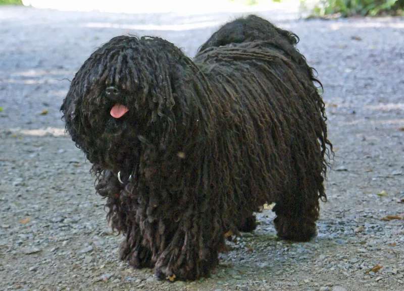 Puli photo thumbnail 3