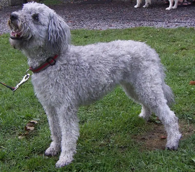 Pumi - Herding breed known for being Brave and Engaging