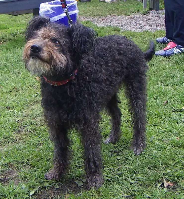 Pumi photo thumbnail 2