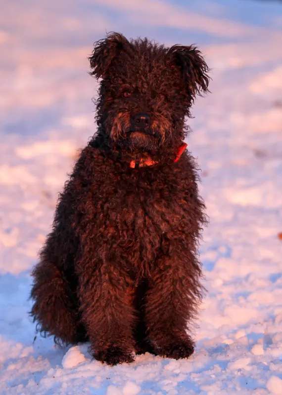 Pumi photo thumbnail 3