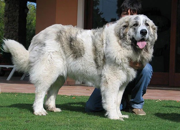 Pyrenean Mastiff - Working breed known for being Calm and Gentle