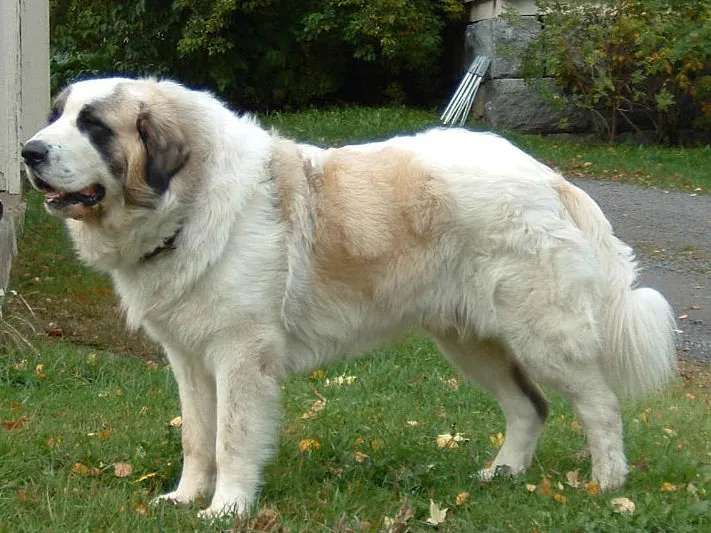 Pyrenean Mastiff photo thumbnail 2