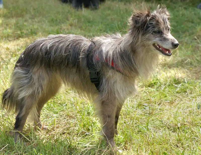 Pyrenean Sheepdog photo thumbnail 1