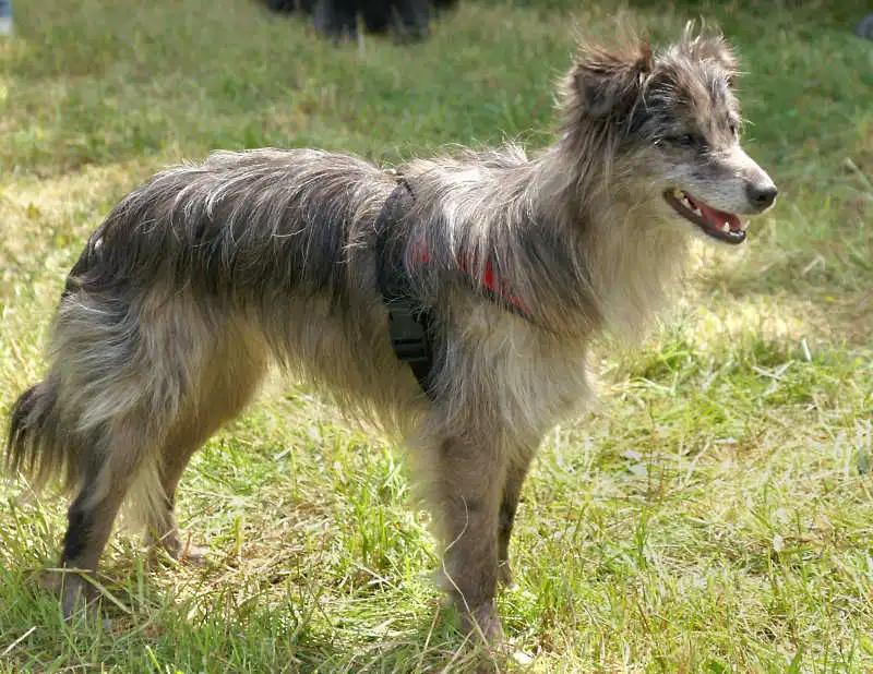 Pyrenean Sheepdog, a 88% match to Wetterhoun