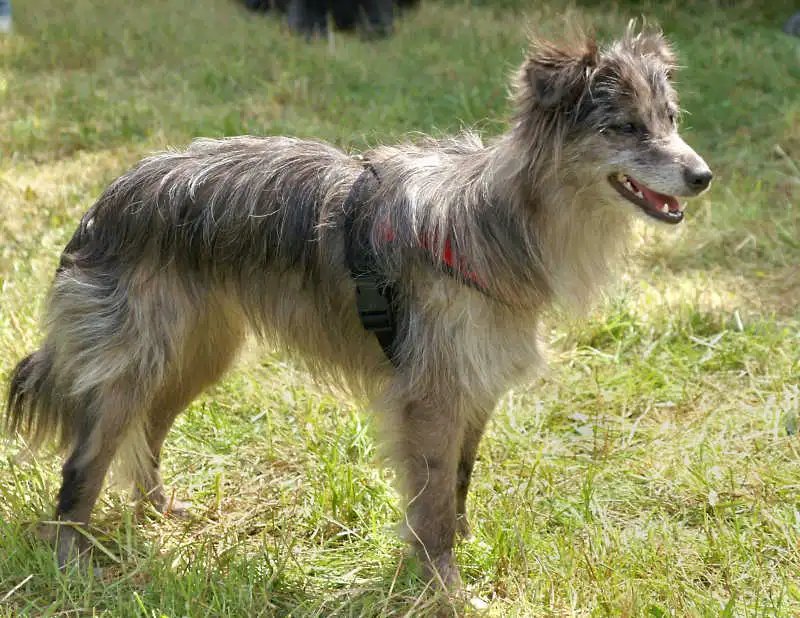 Pyrenean Sheepdog - Herding breed known for being Energetic and Intelligent