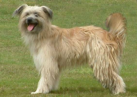 Pyrenean Sheepdog photo thumbnail 3