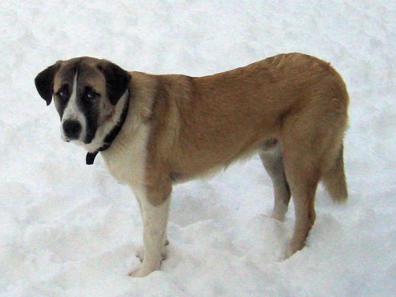 Rafeiro do Alentejo - Mastiff dog breed