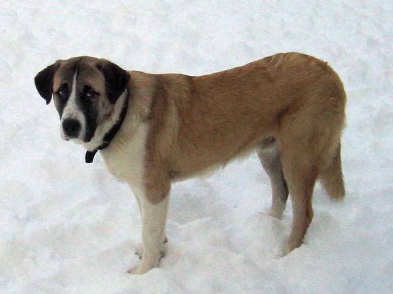 Rafeiro do Alentejo - Mastiff breed, Calm and Independent