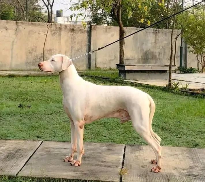 Rajapalayam, a 88% match to Dogo Cubano