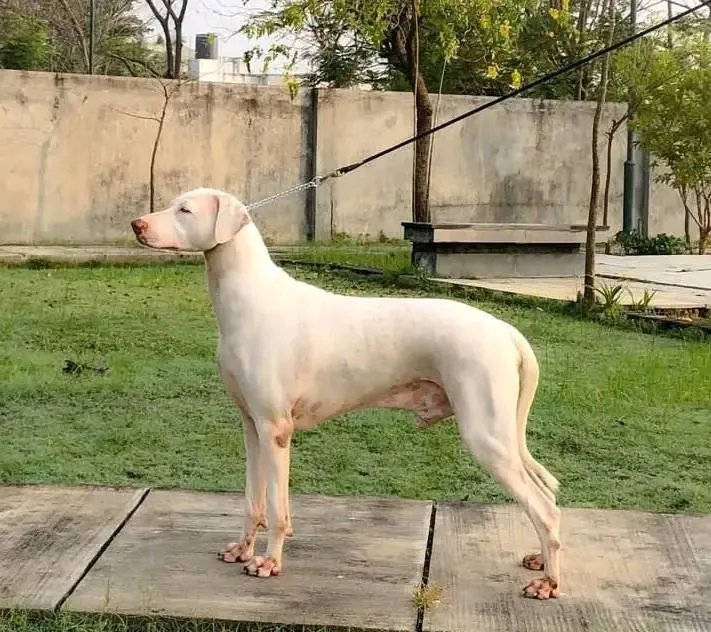Rajapalayam - Hound breed known for being Affectionate and Alert