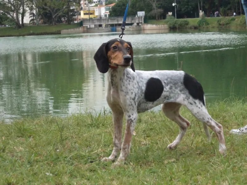 Rastreador Brasileiro - Hound breed known for being Energetic and Independent