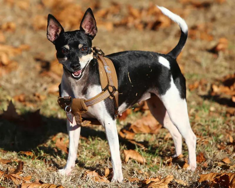 Rat Terrier, a 91% match to Miniature Fox Terrier