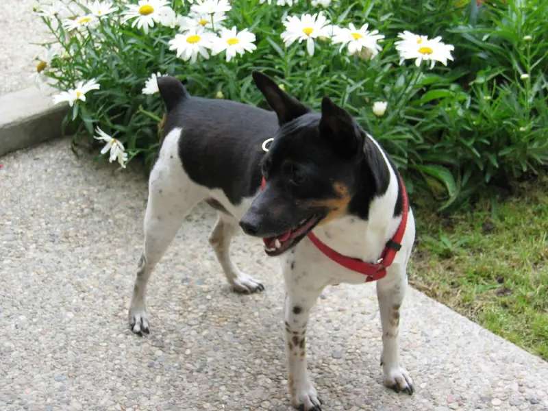Rat Terrier photo thumbnail 2
