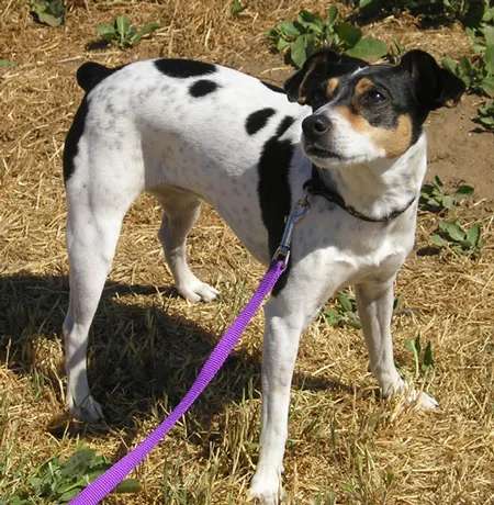 Rat Terrier photo thumbnail 3
