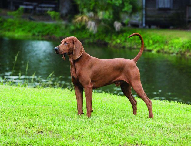 Redbone Coonhound, a 89% match to Dunker