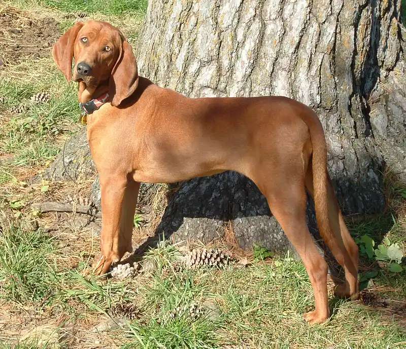 Redbone Coonhound photo thumbnail 2