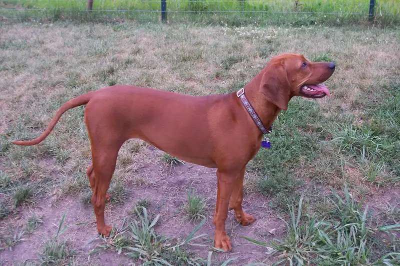 Redbone Coonhound photo thumbnail 4