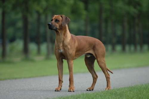 Rhodesian Ridgeback photo thumbnail 1