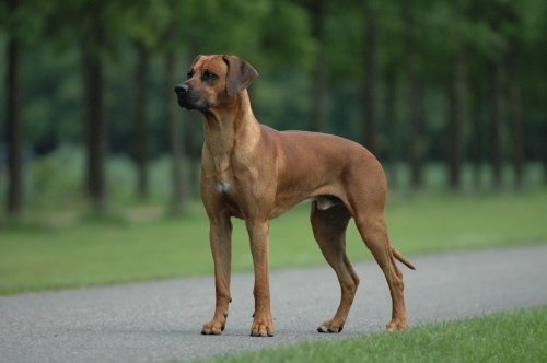 Rhodesian Ridgeback - Hound breed known for being Dignified and Intelligent