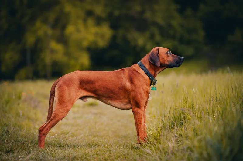Rhodesian Ridgeback photo thumbnail 2