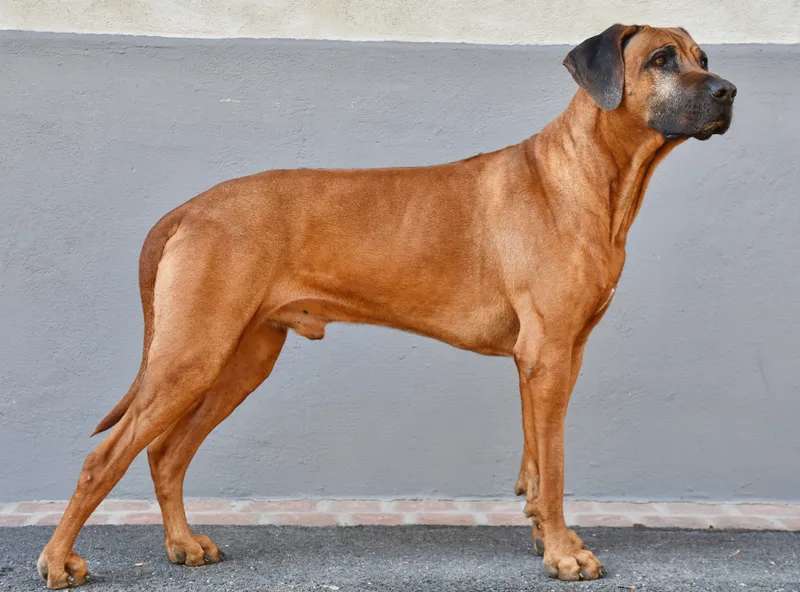 Rhodesian Ridgeback photo thumbnail 3