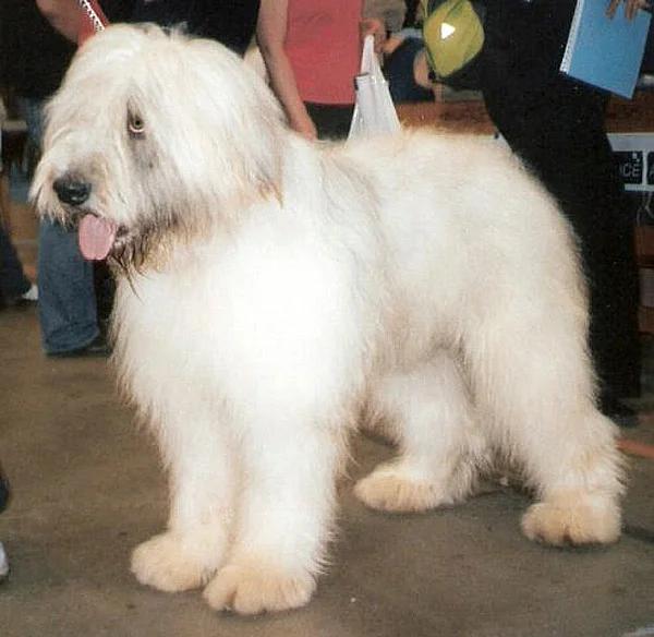 Romanian Mioritic Shepherd Dog, a 88% match to Hovawart