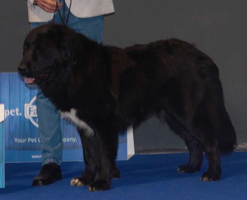Romanian Raven Shepherd Dog photo thumbnail 1