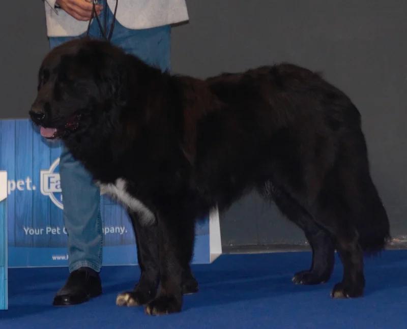 Romanian Raven Shepherd Dog, a 89% match to Bankhar Dog