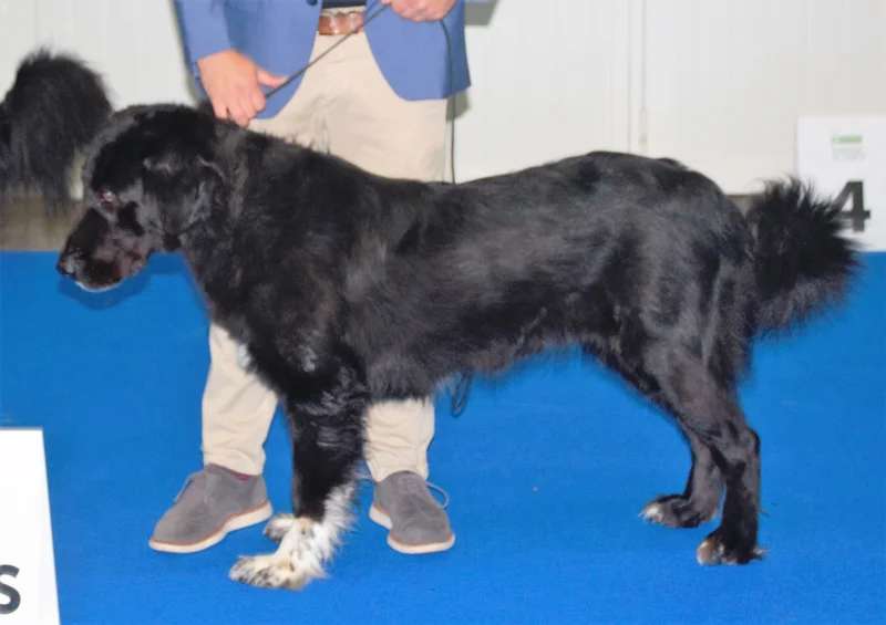Romanian Raven Shepherd Dog photo thumbnail 2