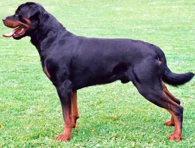 Rottweiler photo thumbnail 1