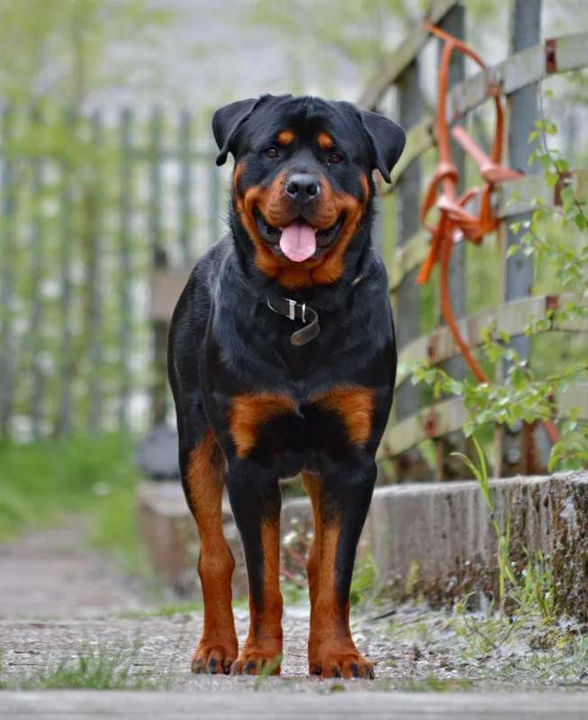 Rottweiler photo thumbnail 3