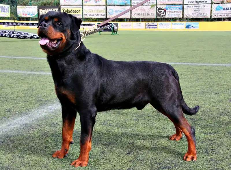 Rottweiler photo thumbnail 4