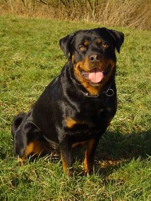 Rottweiler photo thumbnail 5