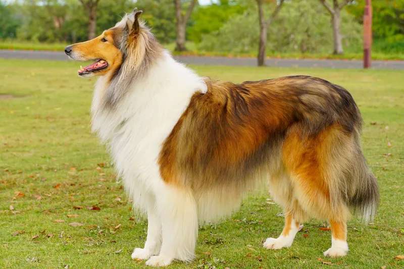 Rough Collie photo thumbnail 1