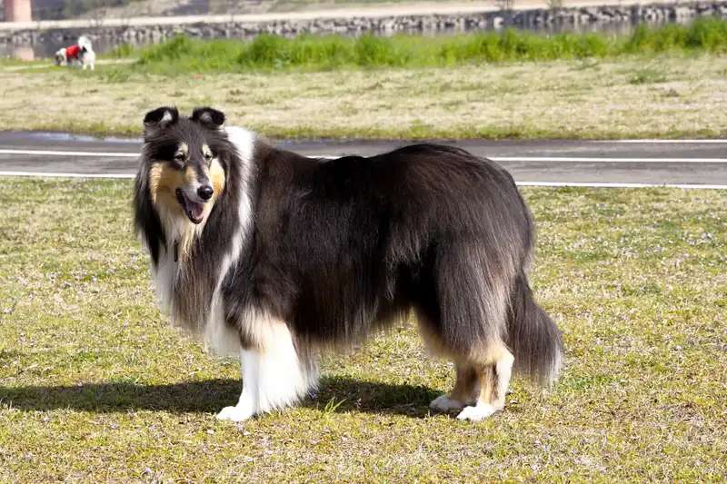 Rough Collie photo thumbnail 3