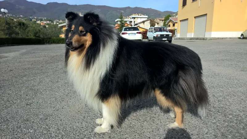 Rough Collie photo thumbnail 4