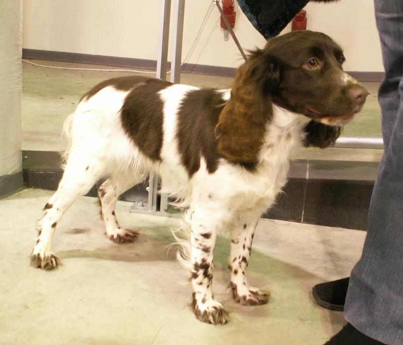 Russian Spaniel, a 87% match to Standard Schnauzer