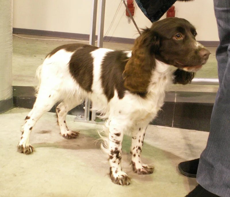 Russian Spaniel - Sporting dog breed