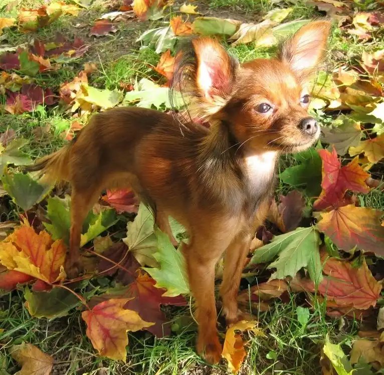 Russkiy Toy - Toy breed known for being Affectionate and Alert