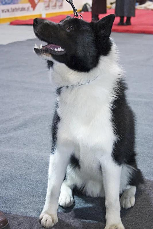 Russo-European Laika - Nordic Hunting Dogs dog breed