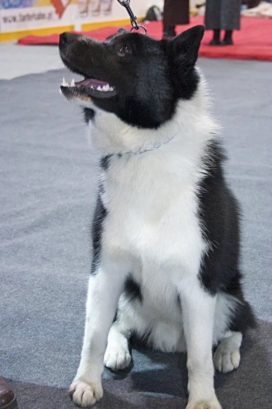 Russo-European Laika - Nordic Hunting Dogs breed known for being Energetic and Independent