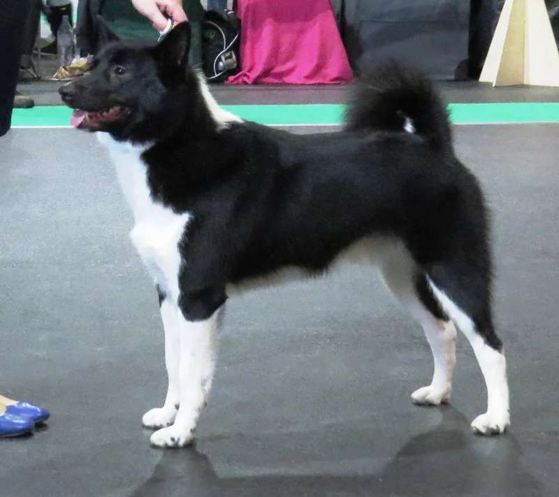 Russo-European Laika photo thumbnail 2