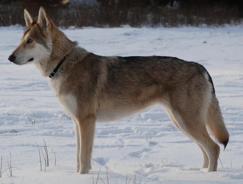 Saarloos Wolfdog, a 83% match to Greenland Dog