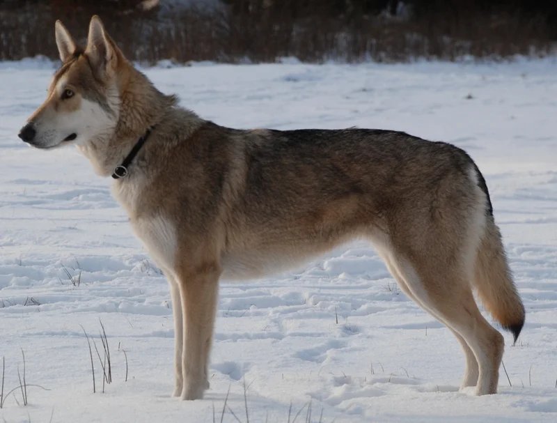Saarloos Wolfdog - Working breed known for being Cautious and Independent