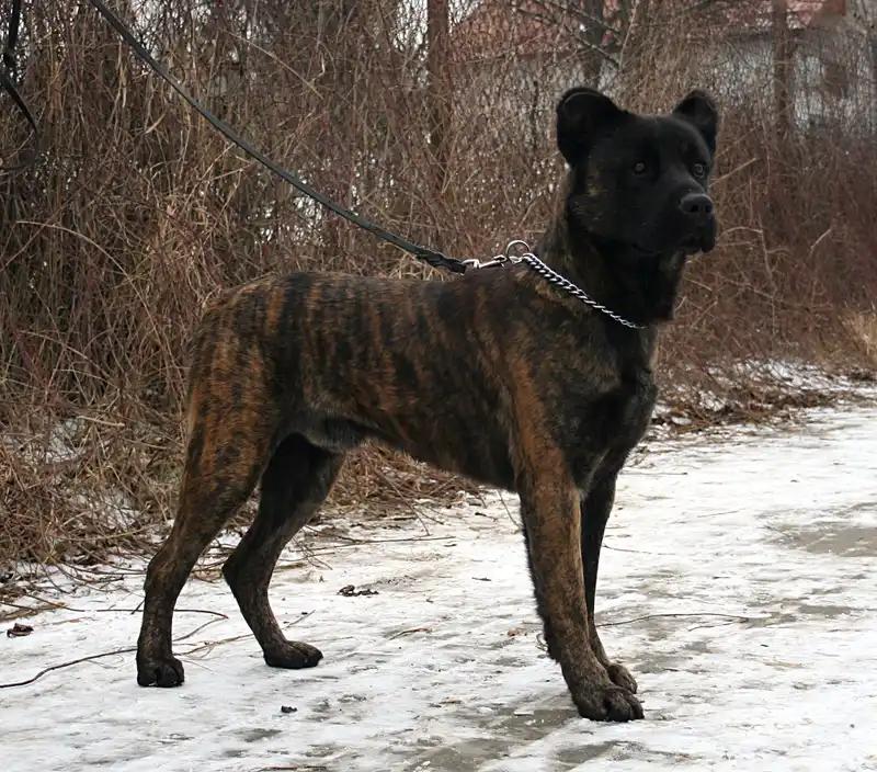 Cão Fila de São Miguel - Molosser breed, Affectionate and Intelligent