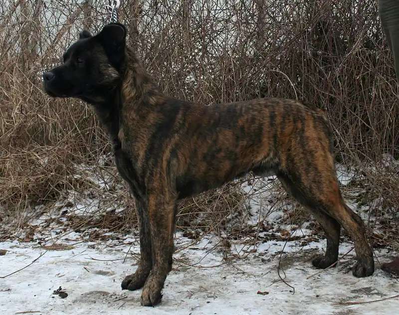 Cão Fila de São Miguel photo thumbnail 3