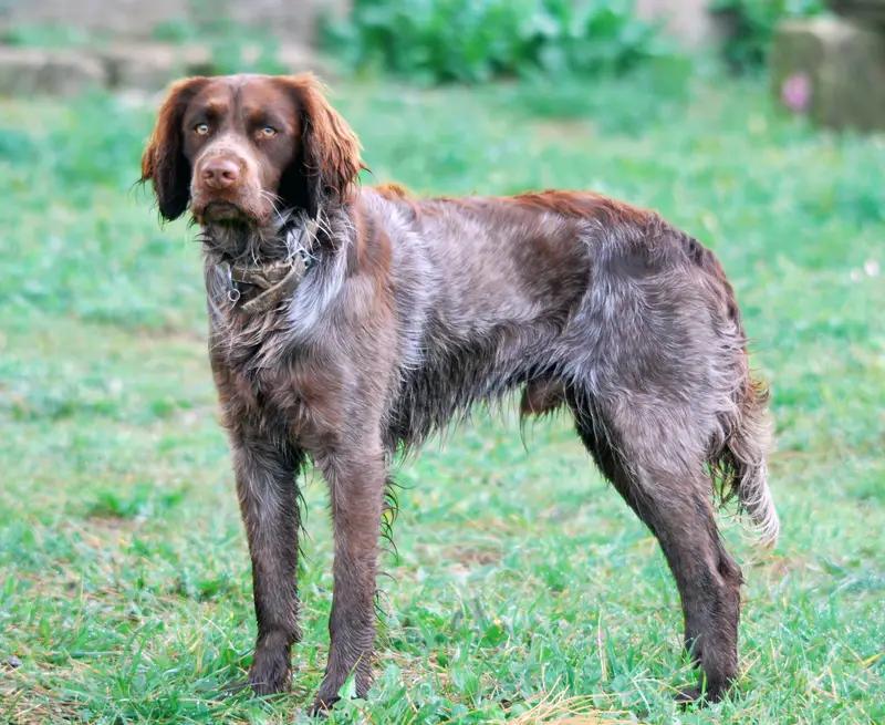 Saint-Usuge Spaniel, a 88% match to Golden Retriever