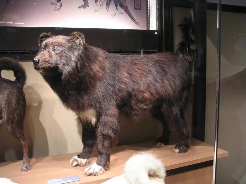 Sakhalin Husky, a 89% match to Mackenzie River Husky